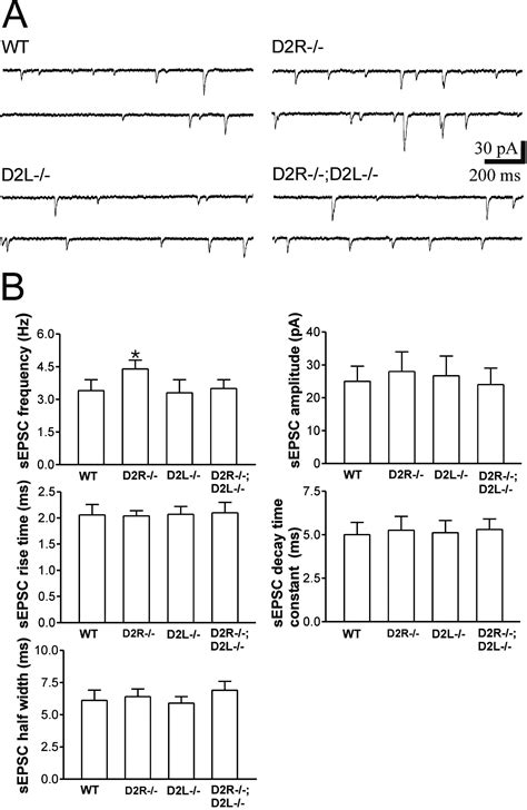 Differential Contribution Of Dopamine D S And D L Receptors In The