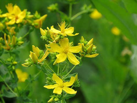 Зверобой продырявленный: описание, фотографии