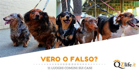 Luoghi Comuni Sui Cani Vero Falso E Semifalso Quattro Zampe