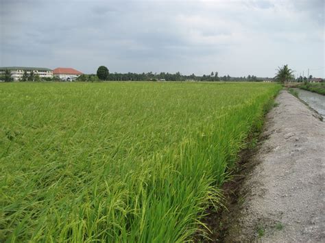 Foto Besar Kehijauan Sawah Padi Di Kampung Agudon Ken