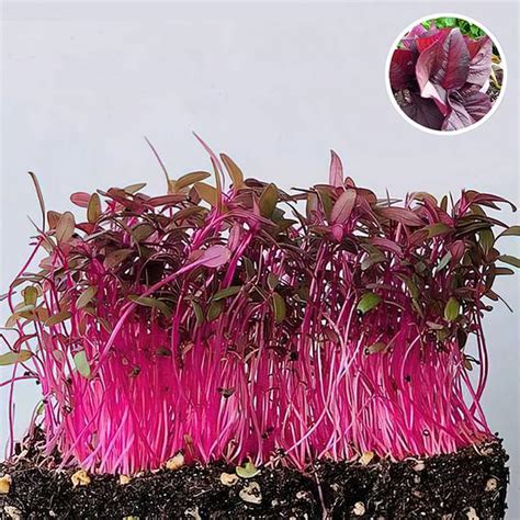 Buy Amaranthus Choulai Red Leaf Microgreen Seeds Online From