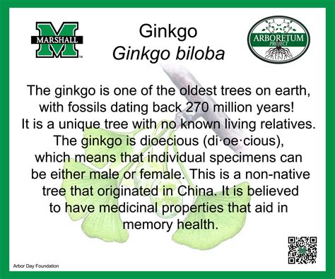 Ginkgo Biloba Benefits and Health Uses