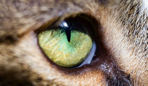 Comment Les Chats Voient Ils Jardiland