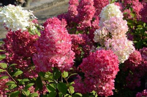 Метельчатая гортензия (70 фото): сорта, правильный уход и выращивание