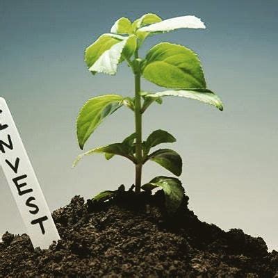 Печатаем пластиковые бирки для растений | Plant leaves, Plants, Leaves