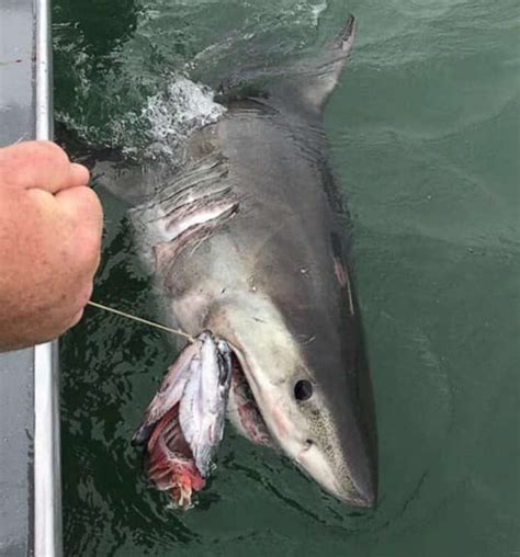 Great white shark drags fishing boat around San Francisco Bay for 2