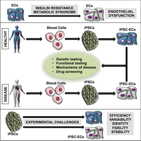 Induced Pluripotent Stem Cellderived Endothelial Cells In Insulin