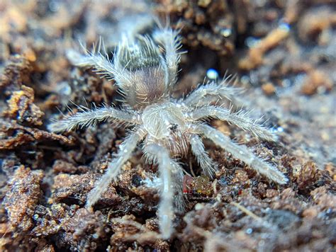 best tarantula losing hair step by step