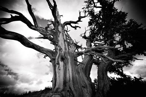 Images Gratuites Arbre La Nature For T Branche Nuage Noir Et