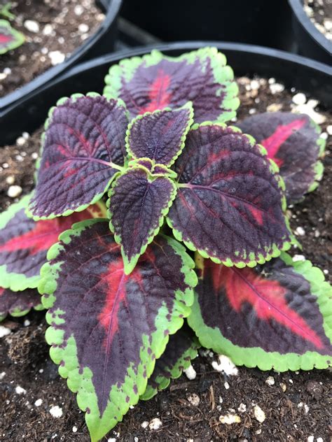 Main St Orchard Road Coleus Domann S Plants