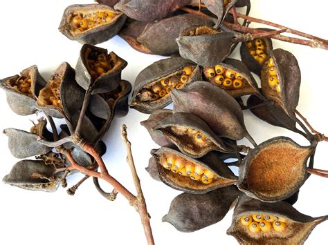 Tree Identification Seed Pod