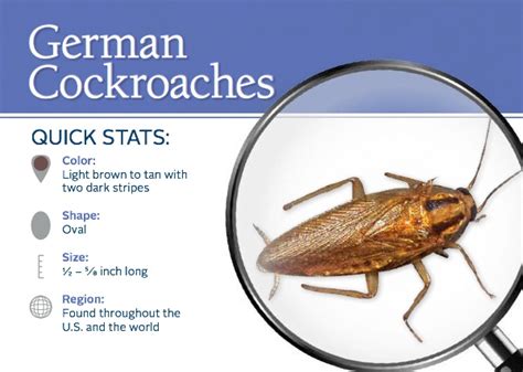 german roach life cycle - Valrie Zielinski