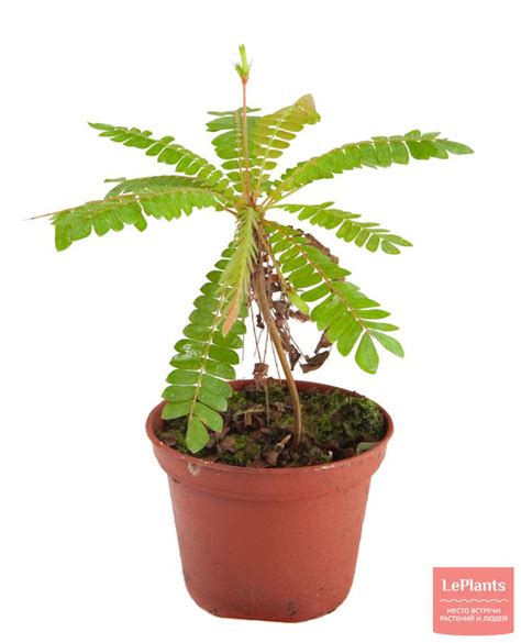 Биофитум (Biophytum) — описание, выращивание, фото | на LePlants.ru