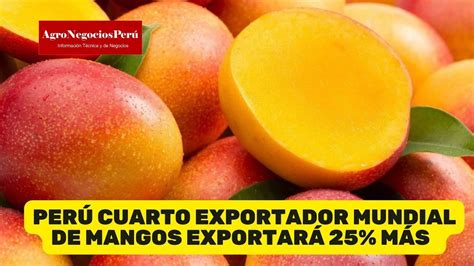 Exportación de mango peruano crecería hasta un 25 esta campaña YouTube