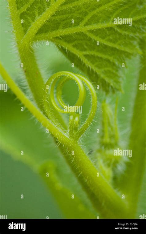 Tendrils High Resolution Stock Photography And Images Alamy
