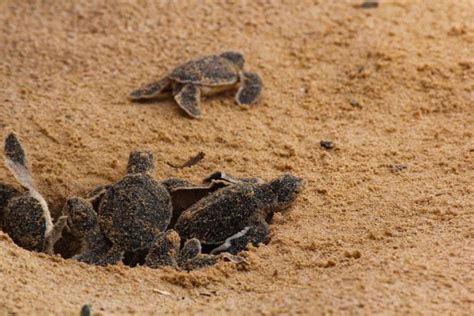 Turtle Nesting Season In Cape San Blas Coastal Joe Vacation Rentals