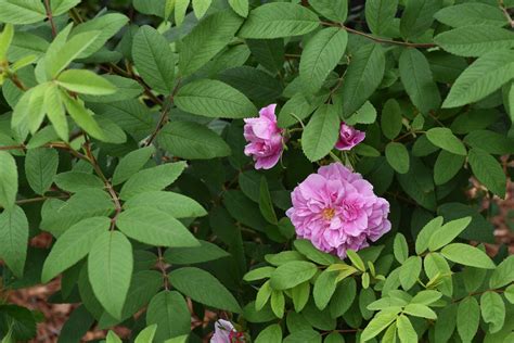 Роза Тереза Багнет Фото И Описание – Telegraph