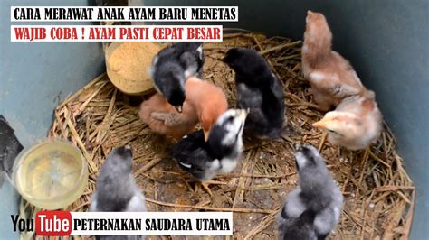 Cara Merawat Anak Ayam Baru Menetas Sampai Besar Youtube