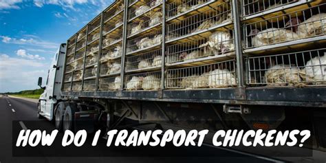 How Do I Transport Chickens Sorry Chicken