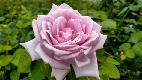 Чайно-гибридная роза Sterling Silver (Стерлинг Сильвер)