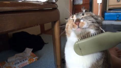 Cat19 | ニコニコニュース オリジナル