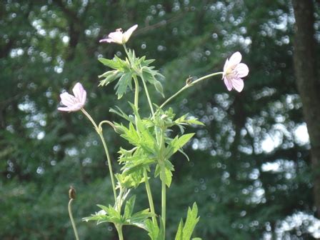 Герань холмовая (Geranium collinum) Дикорастущие травы Краснодарского ...