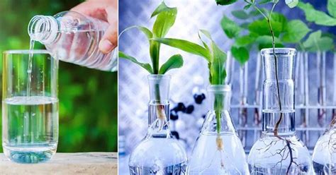 Is Distilled Water Good for Plants | Watering Plants With Distilled ...