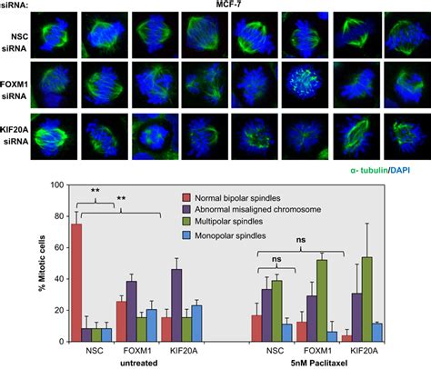 Characterization Of Mitotic Spindle Defects In Mcf 7 Cells Following