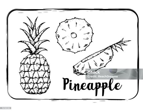 Fruit Sketch Black And White Fruit Sketch Hand Drawing Isolated Stock Illustration - Download ...