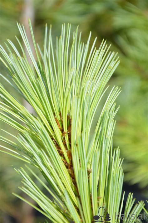 Pinus sylvestris 'Frensham' Sosna pospolita