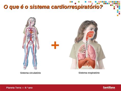 Sistema Cardio Respirat Rio By Carla Garbin Issuu