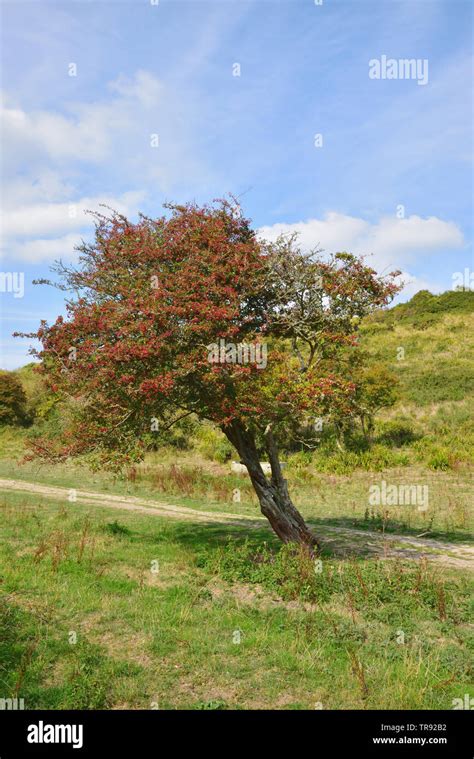 Rowan Tree Mythology Hi Res Stock Photography And Images Alamy