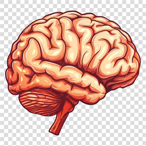 premium psd cartoon style brain isolated  transparent background png