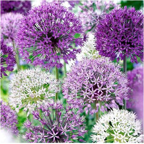 5 x Allium Color Blend- Most Spectacular of All Alliums- for a Lovely ...