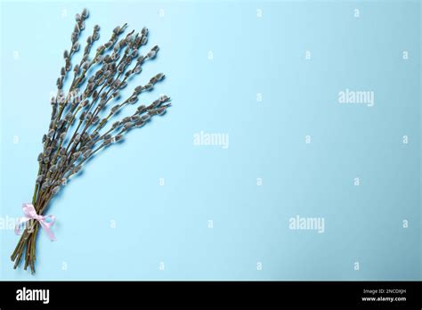 Beautiful Blooming Pussy Willow Branches On Light Blue Background Top View Space For Text
