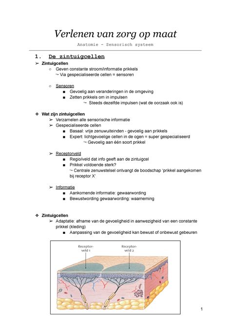 VZOM Anatomie Sensorisch Systeem Verlenen Van Zorg Op Maat