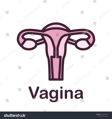 Female Reproductive System Vagina Flat Line Stock Vector Royalty Free Shutterstock
