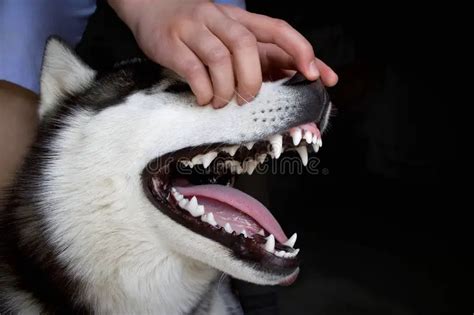 tooth care   alaskan malamute dog grooming tutorial