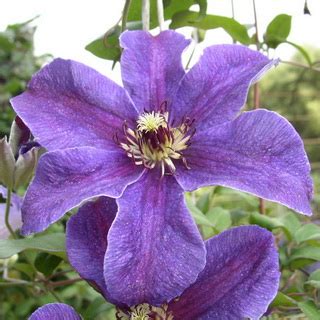 Цветок клематис: фото, описание видов и сортов, видео посадки, ухода и ...