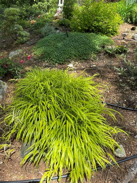 Japanese Forest Grass (Hakonechloa macra): A Symphony of Serenity and