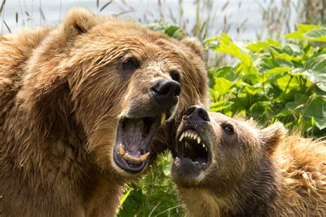 Urso Com Balões Png - Imagem gratuita: cara, dentes, urso pardo, porca, filhote, peça