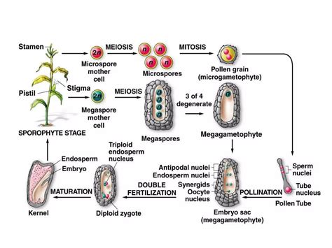 Sex Determination In Plants Pptx