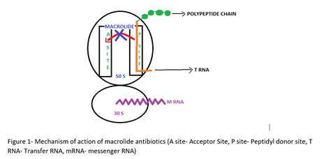 Macrolide Antibiotics Biopharma Notes