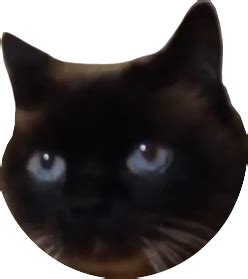 omomo | film photography