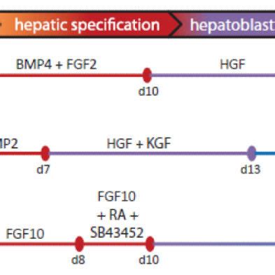 Generation Of Hepatocyte Like Cells From IPS Cells Via Three Stepwise