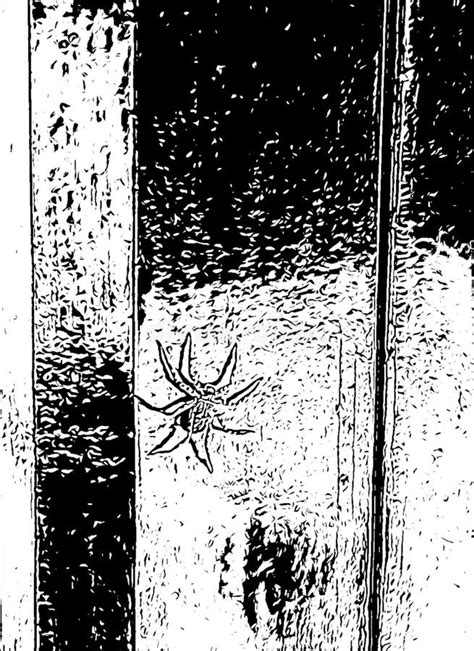 Illustration Spider On A Glass Window Stock Illustration Illustration