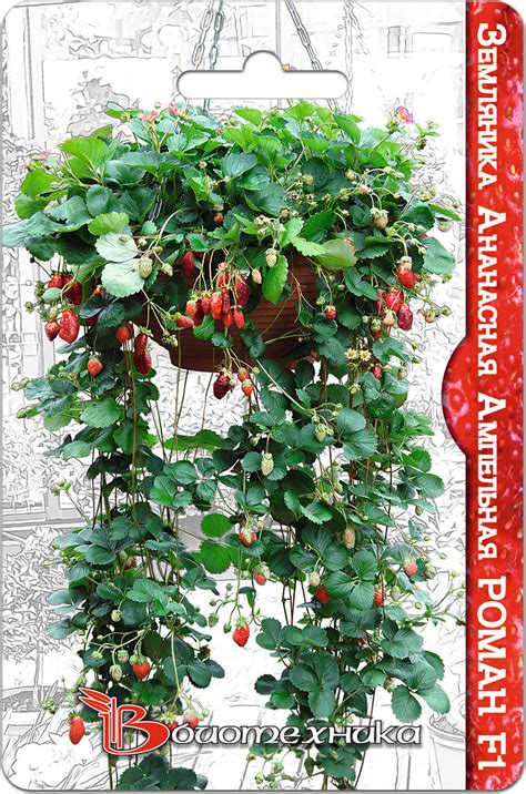 Земляника и клубника Биотехника Земляника ампельная - купить по ...
