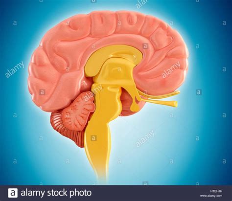 Human Brain Sagittal View