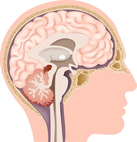 Ilustraci N De La Anatom A Del Cerebro Interno Humano Vector Premium