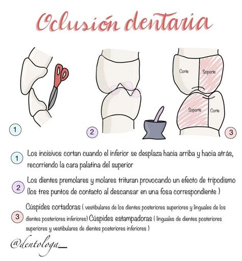 Oclusión dentaria Anatomía dental Odontología Escuela de higiene